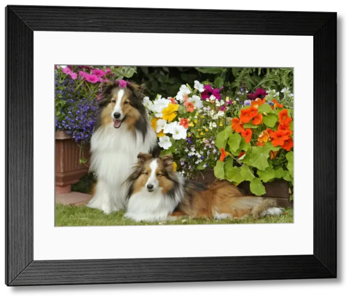 Framed Print : Picture No. 10867187 Framed Print : Picture No. 10867187