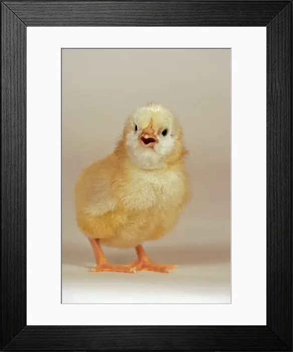 Framed Print : Picture No. 10867196 Framed Print : Picture No. 10867196