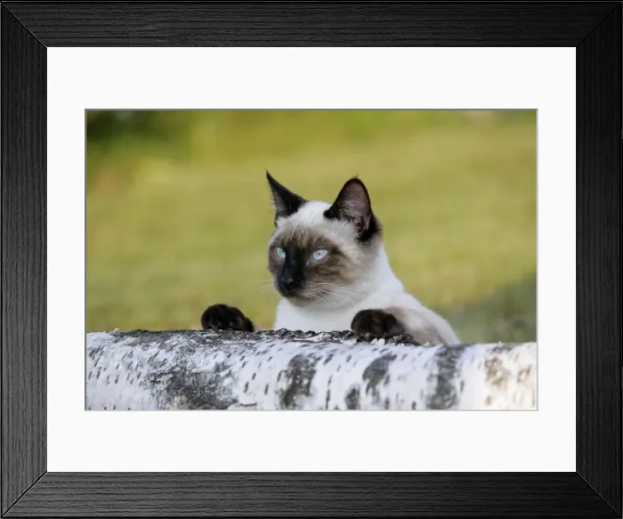 Framed Print : Picture No. 10867199 Framed Print : Picture No. 10867199