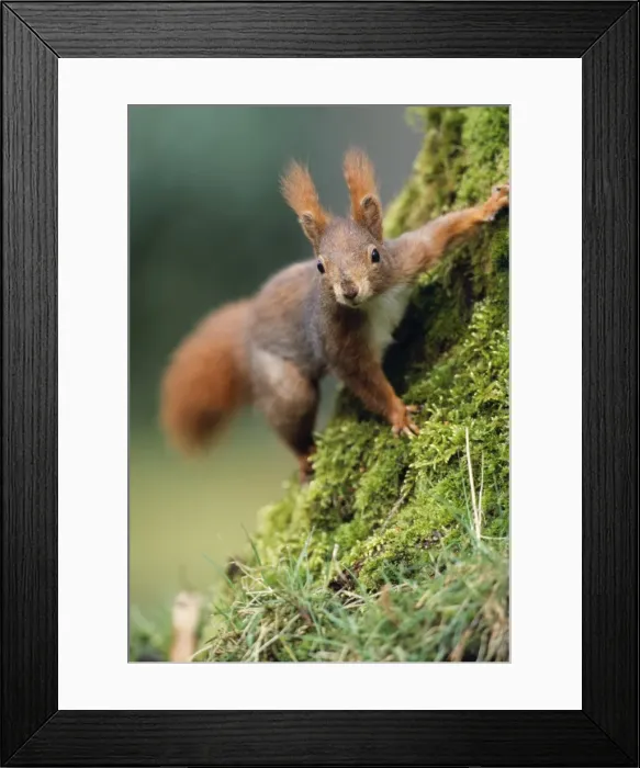 Framed Print : Picture No. 10867203 Framed Print : Picture No. 10867203