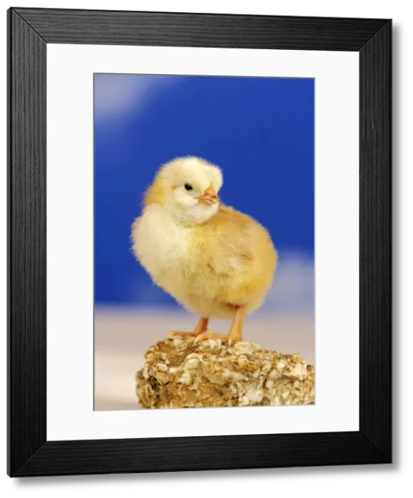 Framed Print : Picture No. 10867197 Framed Print : Picture No. 10867197