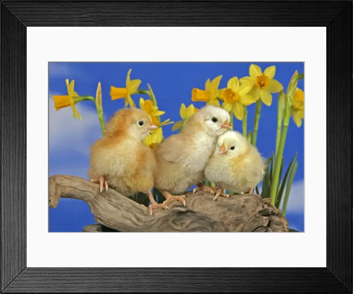 Framed Print : Picture No. 10867195 Framed Print : Picture No. 10867195