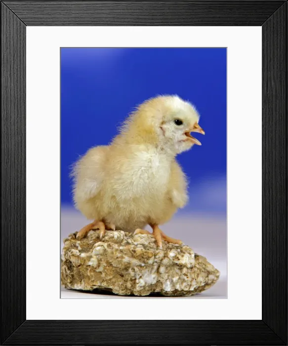 Framed Print : Picture No. 10867198 Framed Print : Picture No. 10867198