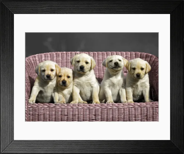 Framed Print : Picture No. 10867204