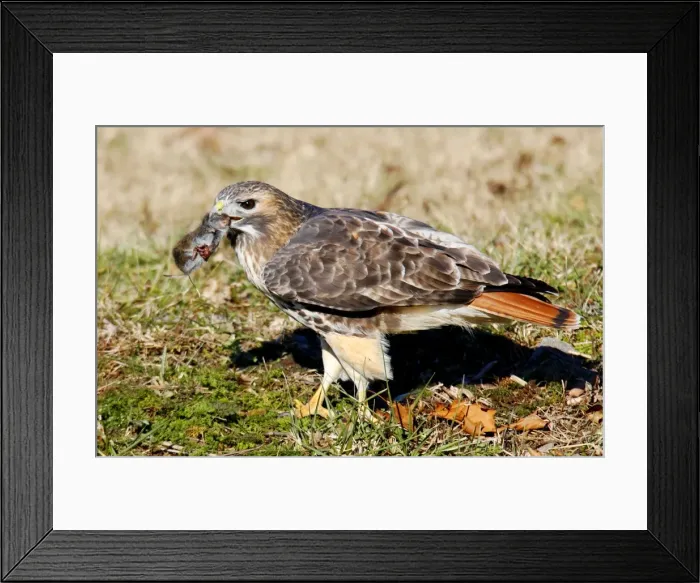 Framed Print : Picture No. 10867433 Framed Print : Picture No. 10867433
