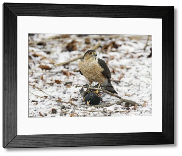 Framed Print : Picture No. 10867449 Framed Print : Picture No. 10867449