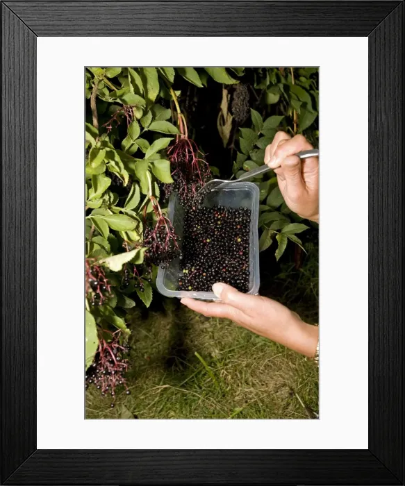 Framed Print : Picture No. 10867546 Framed Print : Picture No. 10867546