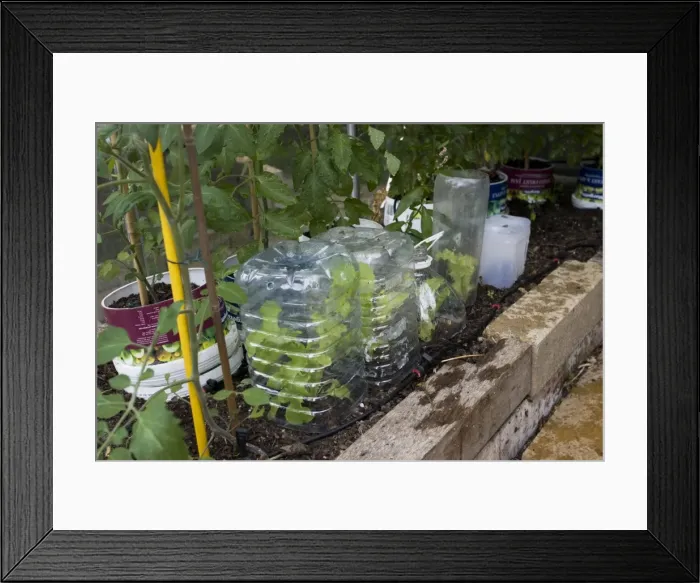 Framed Print : Picture No. 10867550 Framed Print : Picture No. 10867550