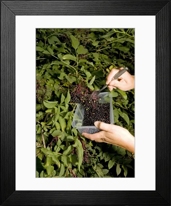 Framed Print : Picture No. 10867547 Framed Print : Picture No. 10867547