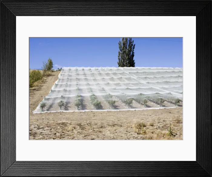 Framed Print : Picture No. 10867721