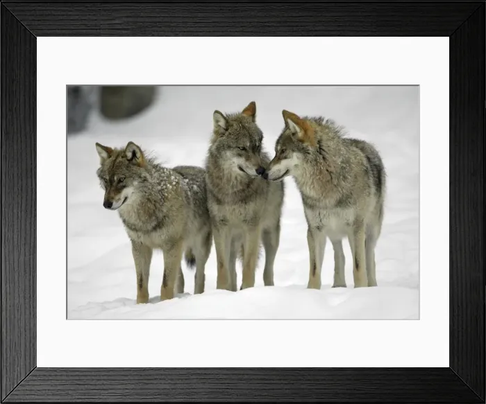 Framed Print : Picture No. 10867772