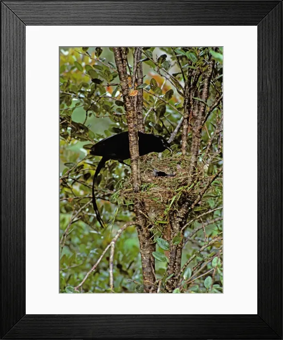 Framed Print : Picture No. 10867802 Framed Print : Picture No. 10867802
