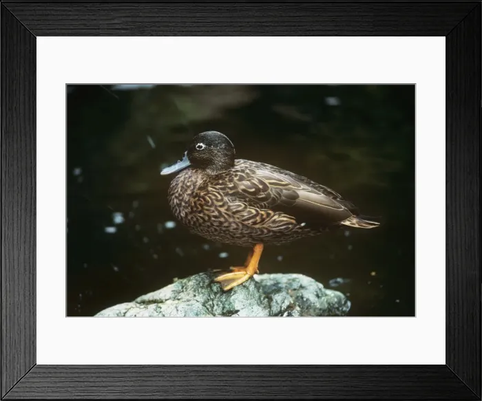 Framed Print : Picture No. 10867775 Framed Print : Picture No. 10867775