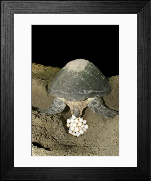 Framed Print : Picture No. 10867773 Framed Print : Picture No. 10867773