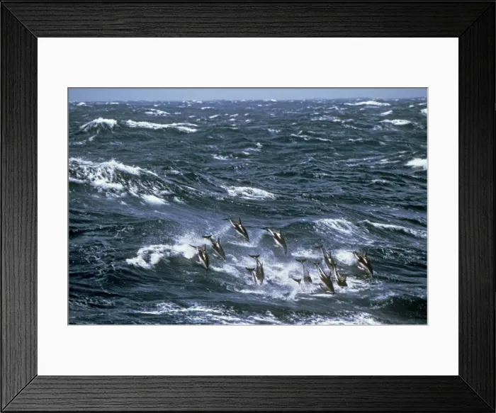 Framed Print : Picture No. 10867805