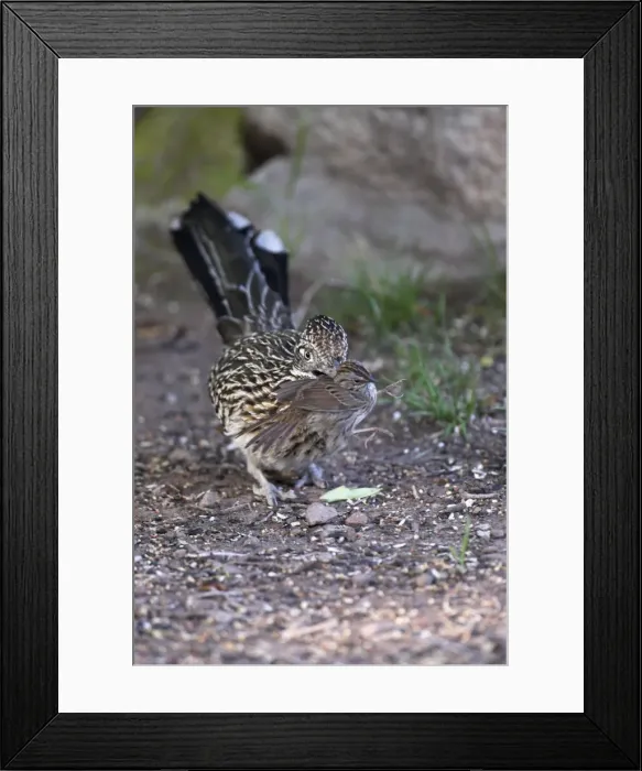 Framed Print : Picture No. 10867854 Framed Print : Picture No. 10867854