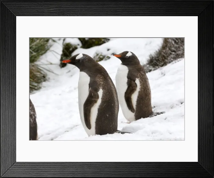 Framed Print : Picture No. 10867886 Framed Print : Picture No. 10867886