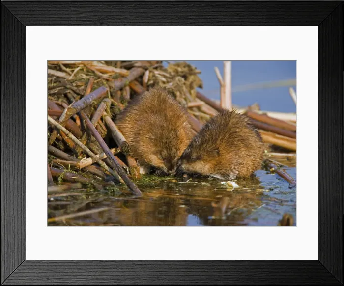 Framed Print : Picture No. 10867975 Framed Print : Picture No. 10867975