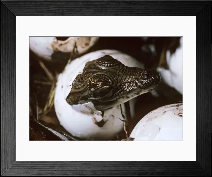 Framed Print : Picture No. 10867994