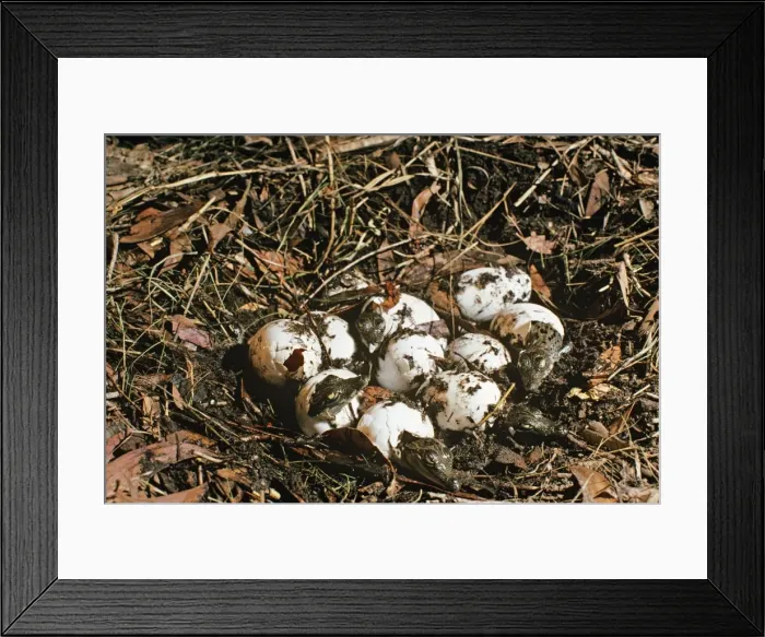 Framed Print : Picture No. 10868000 Framed Print : Picture No. 10868000