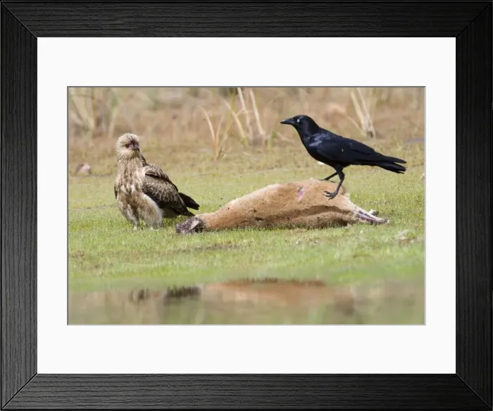 Framed Print : Picture No. 10868206 Framed Print : Picture No. 10868206