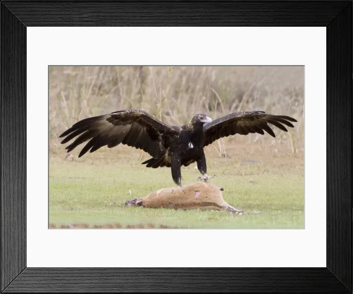 Framed Print : Picture No. 10868202