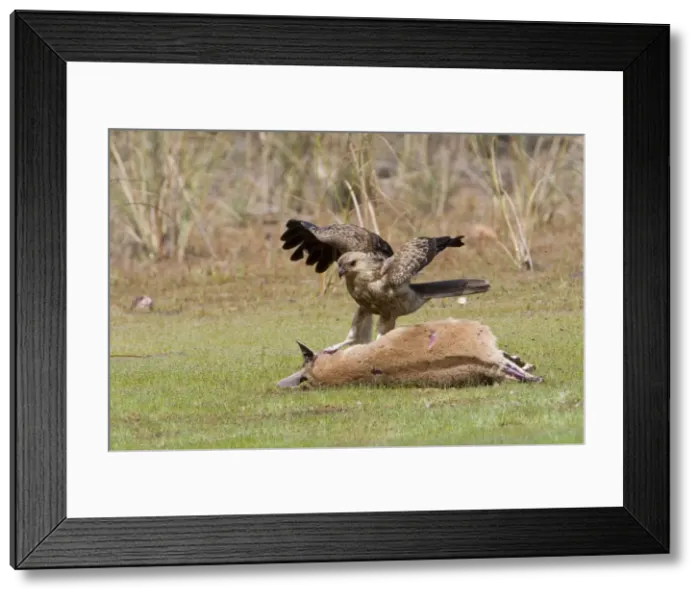 Framed Print : Picture No. 10868207 Framed Print : Picture No. 10868207