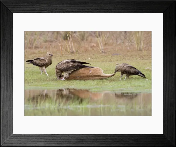 Framed Print : Picture No. 10868211 Framed Print : Picture No. 10868211