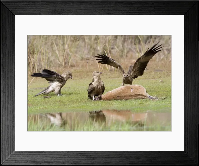 Framed Print : Picture No. 10868212