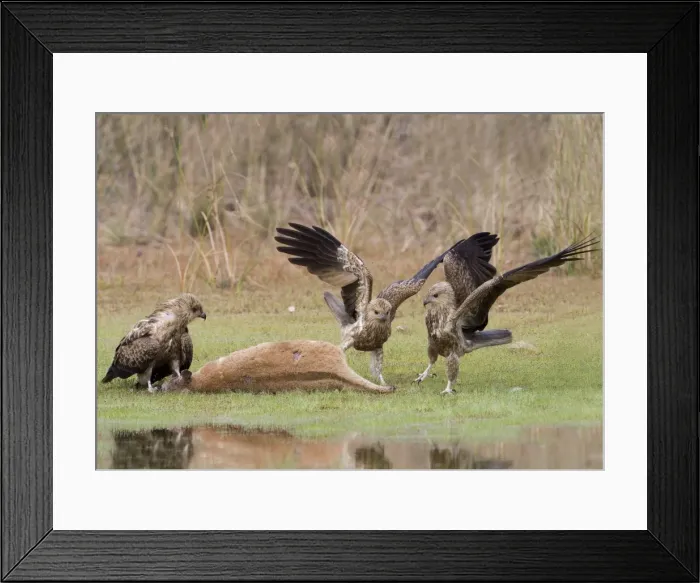 Framed Print : Picture No. 10868209 Framed Print : Picture No. 10868209