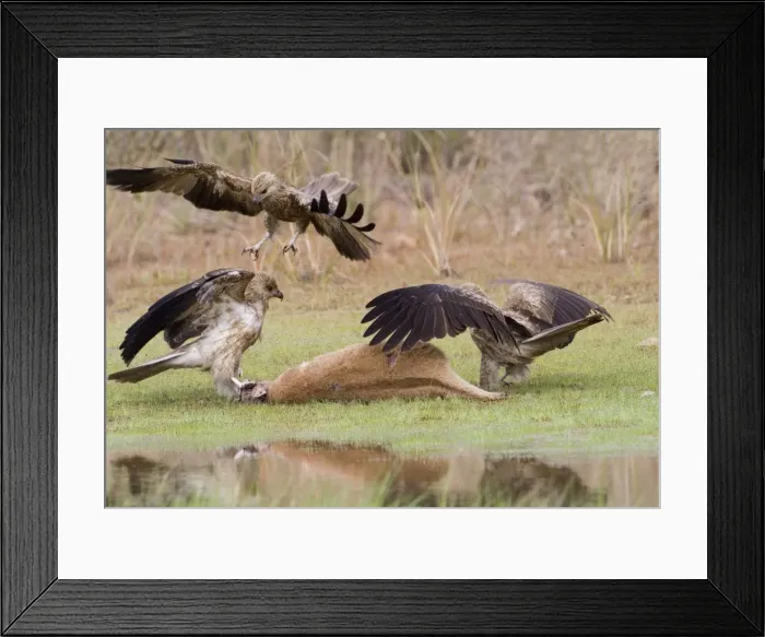 Framed Print : Picture No. 10868210 Framed Print : Picture No. 10868210