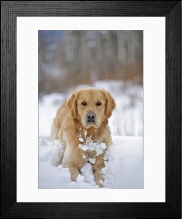 Framed Print : Picture No. 10868426 Framed Print : Picture No. 10868426