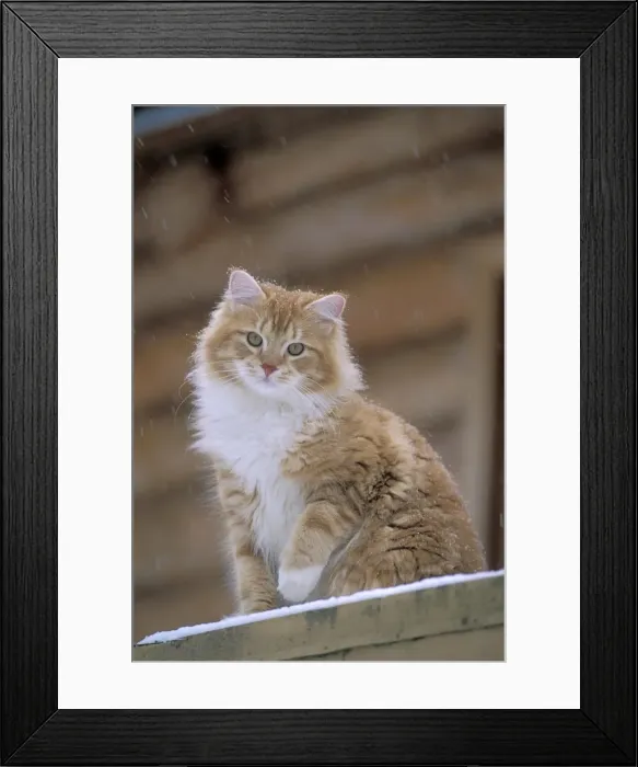 Framed Print : Picture No. 10868425 Framed Print : Picture No. 10868425