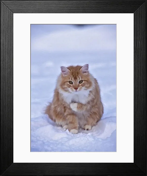 Framed Print : Picture No. 10868424