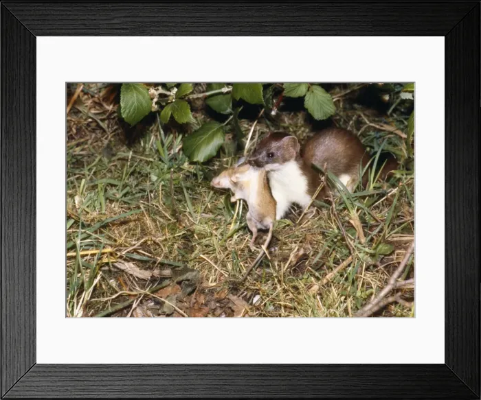 Framed Print : Picture No. 10868593 Framed Print : Picture No. 10868593
