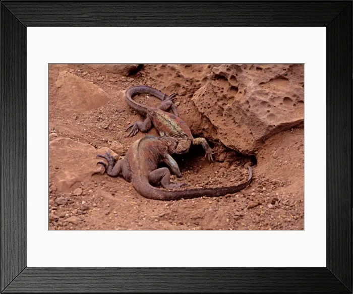 Framed Print : Picture No. 10868624 Framed Print : Picture No. 10868624