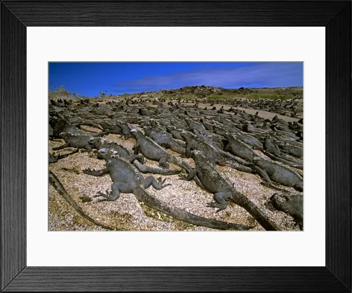 Framed Print : Picture No. 10868626 Framed Print : Picture No. 10868626