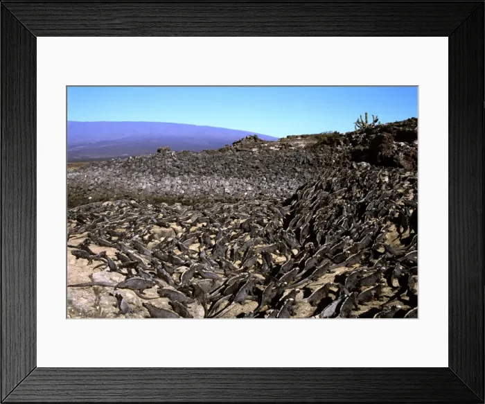 Framed Print : Picture No. 10868623