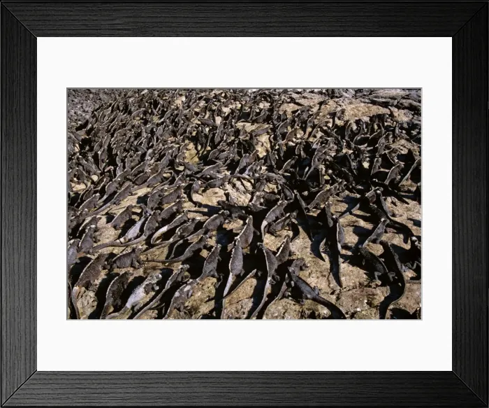 Framed Print : Picture No. 10868622 Framed Print : Picture No. 10868622
