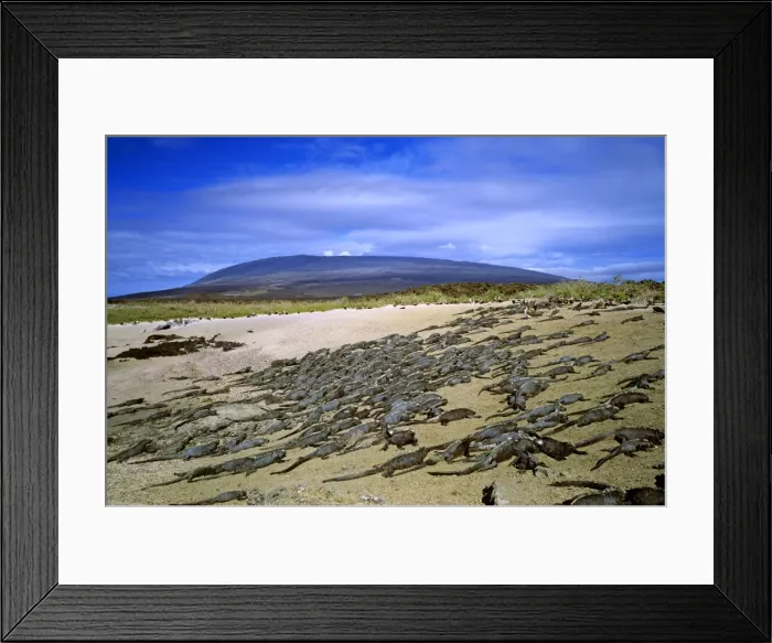 Framed Print : Picture No. 10868627 Framed Print : Picture No. 10868627