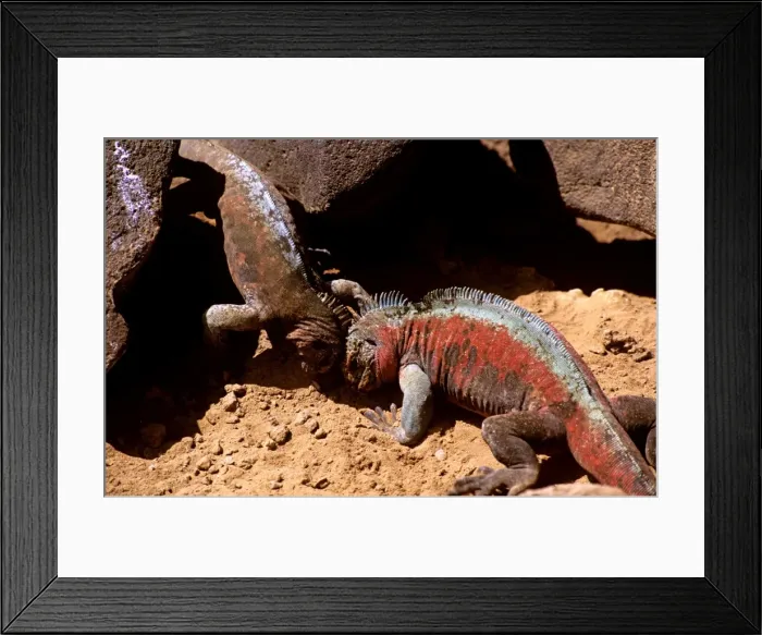Framed Print : Picture No. 10868625 Framed Print : Picture No. 10868625