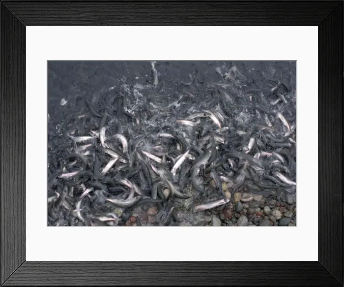 Framed Print : Picture No. 10868767 Framed Print : Picture No. 10868767