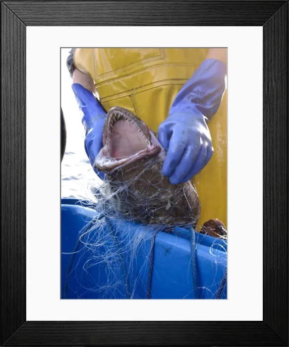 Framed Print : Picture No. 10868785 Framed Print : Picture No. 10868785