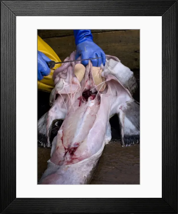 Framed Print : Picture No. 10868791 Framed Print : Picture No. 10868791