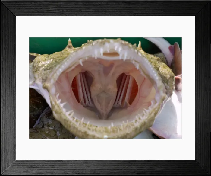 Framed Print : Picture No. 10868796 Framed Print : Picture No. 10868796