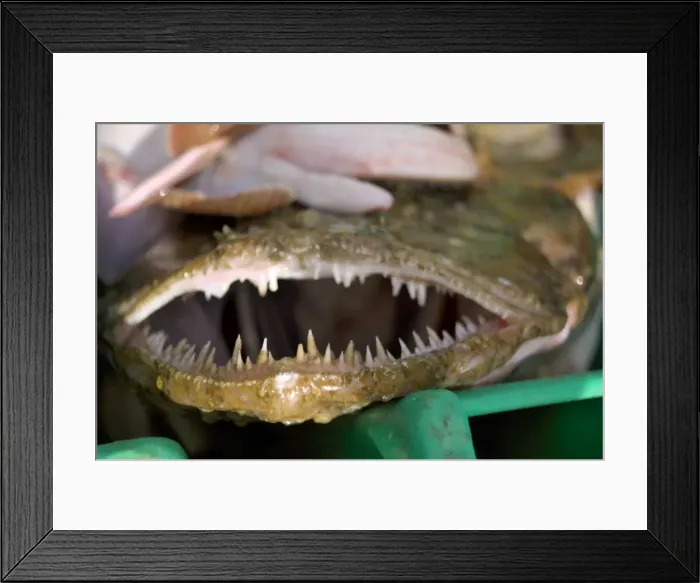 Framed Print : Picture No. 10868794 Framed Print : Picture No. 10868794