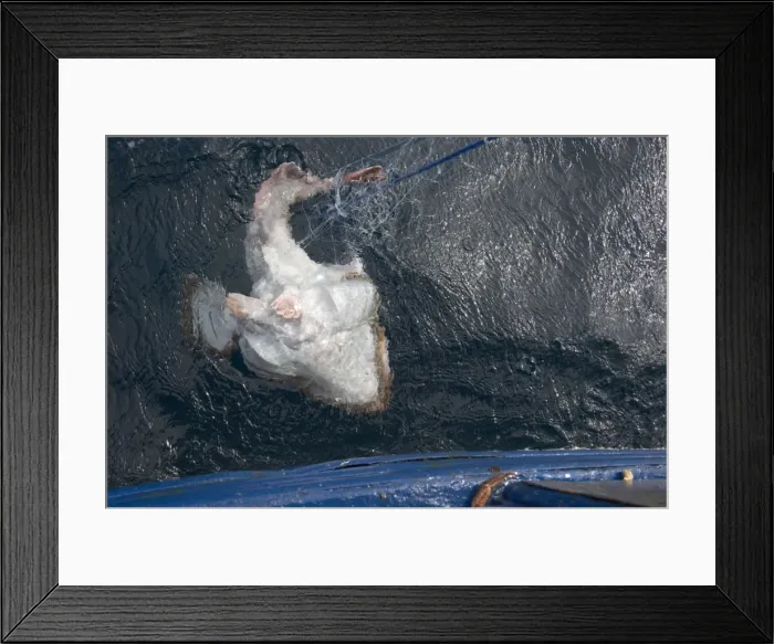 Framed Print : Picture No. 10868800 Framed Print : Picture No. 10868800