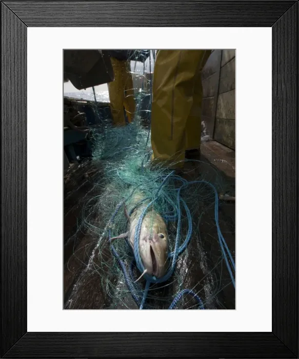 Framed Print : Picture No. 10868799 Framed Print : Picture No. 10868799