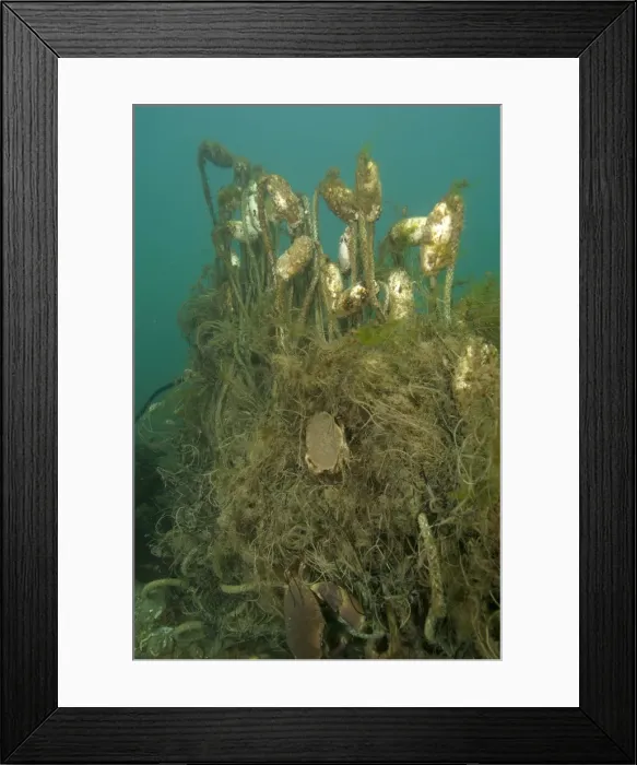 Framed Print : Picture No. 10868803 Framed Print : Picture No. 10868803