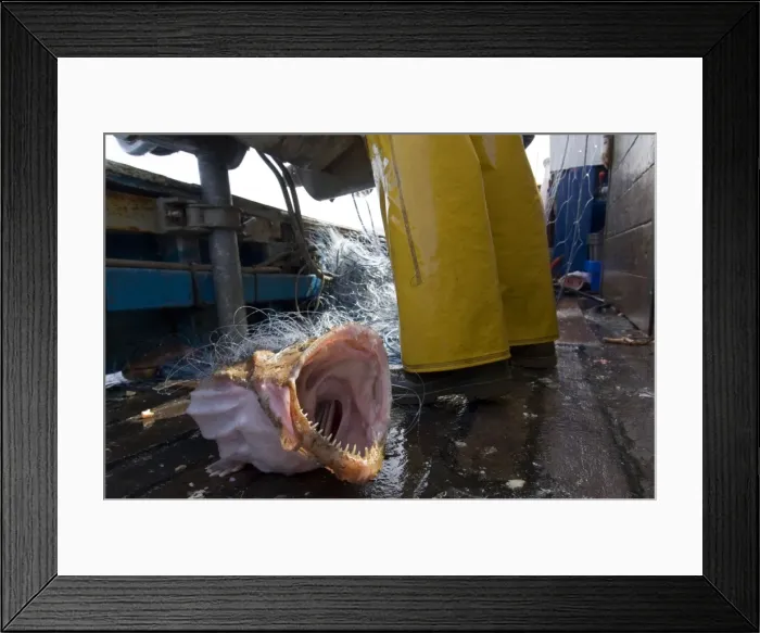 Framed Print : Picture No. 10868801 Framed Print : Picture No. 10868801